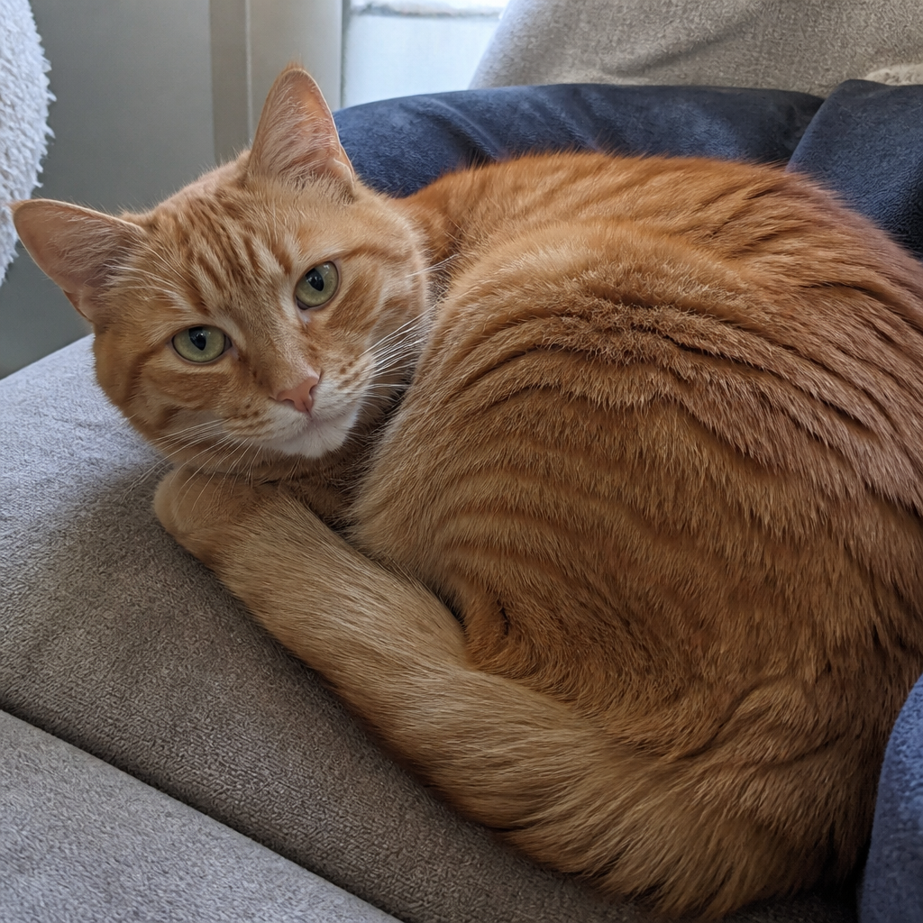 Tabby Cat photo